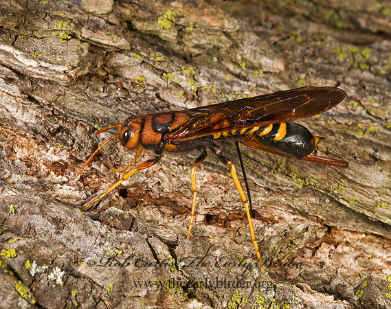 Tremex columba 8007389z