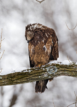 Haliaeetus leucocephalus  BALD EAGLE 8009906z