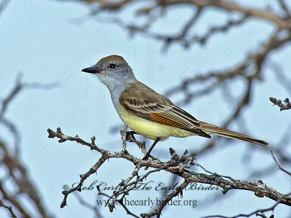 Myiarchus tyrannulus  BROWN-CRESTED FLYCATCHER 91336z