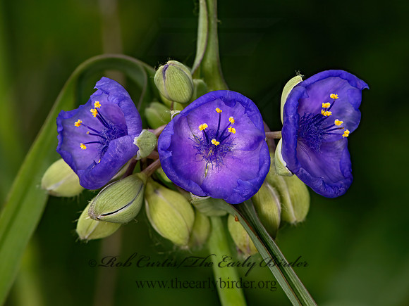 Tradescantia ohioensis  SPIDERWORT 9068738-z