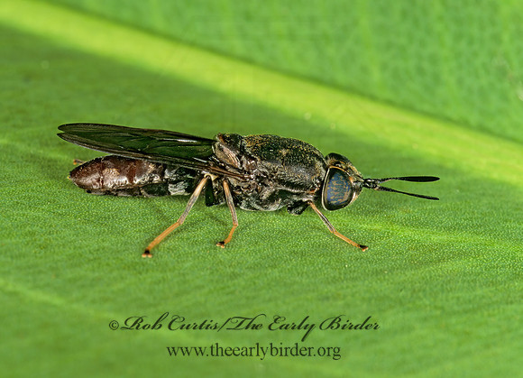 Hermetia sexmaculata  SOLDIER FLY 261904z