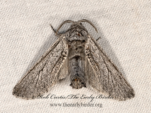 Inguromorpha itzalana COSSID MOTH 3037934z