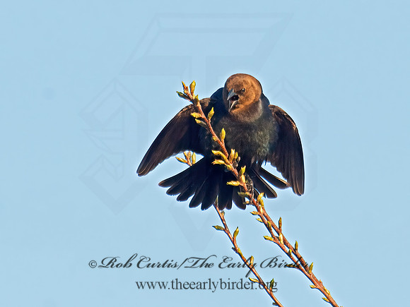 Molothrus ater  BROWN-HEADED COWBIRD  9010193z