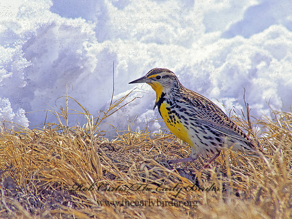 Sturnella neglecta  WESTERN MEADOWLARK 120007z
