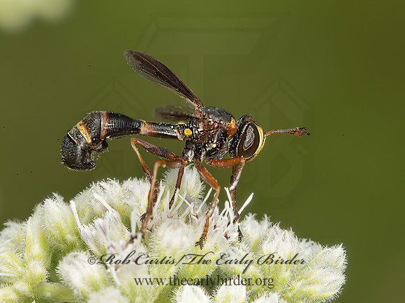 Physocephala sagittaria  THICK-HEADED FLY 9049687z