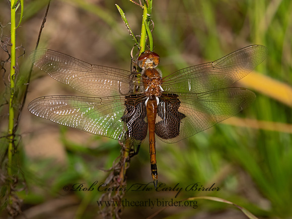 Tramea carolina CAROLINA SADDLEBAGS 3026360z-
