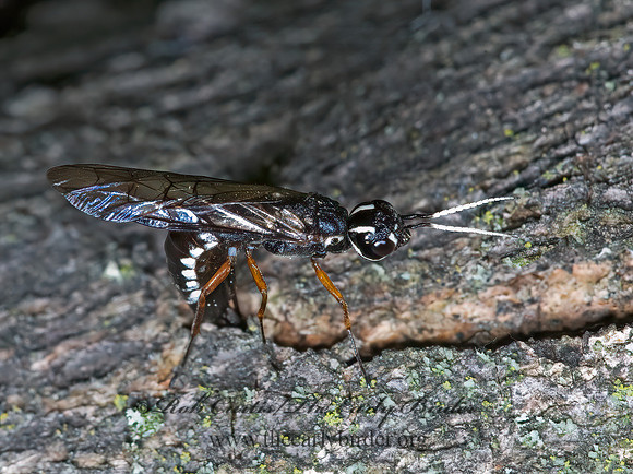 Xiphydria maculata 5008195z