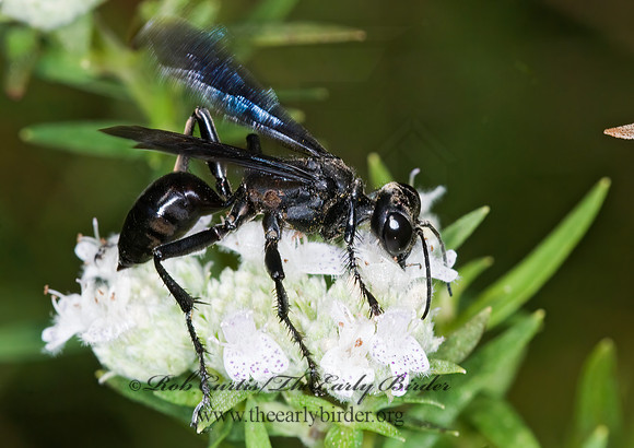 Isodontia philadelphica  GRASS-CARRYING WASP 6012570z