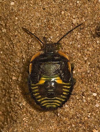 Chinavia hilaris  GREEN STINKBUG 8016790z