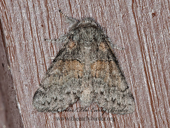 Gluphisia septentrionis  COMMON GLUPHISIA MOTH 3013913z