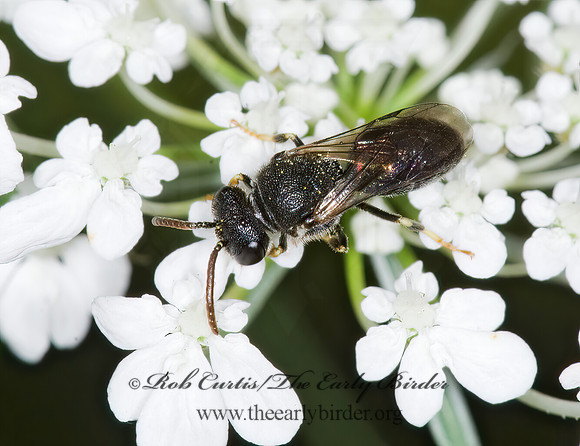 Hylaeus mesillae cressoni 6011346~z