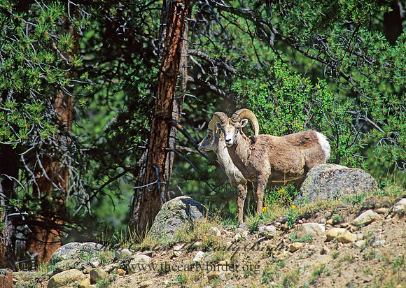 Ovis canadensis  BIGHORN SHEEP 153631z