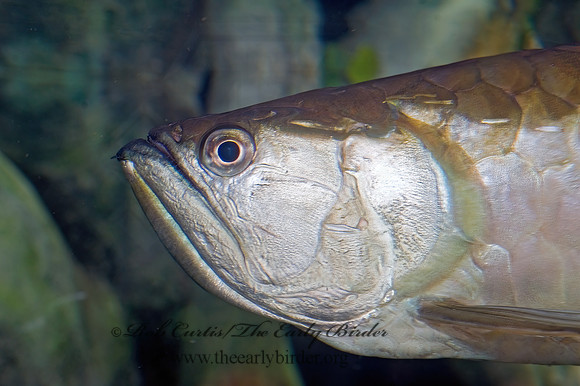 Arapaima gigas  ARAPAIMA 8015989z