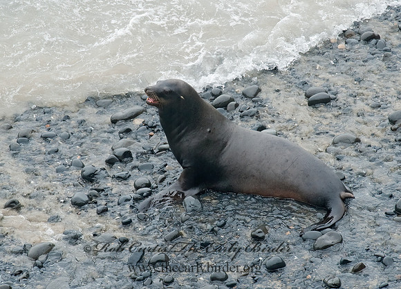 Zalophus californianus  CALIFORNIA SEA LION 8019595z