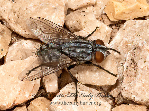 Sarcophagidae FLESH FLY 3023704z