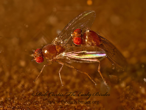Drosophila FRUIT FLY 9081356z