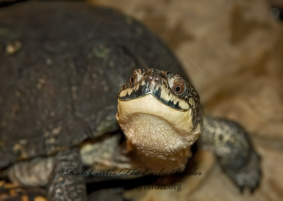 Emydoidea blanding  BLANDING'S TURTLE 5011119z