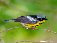 Setophaga magnolia MAGNOLIA WARBLER 3002469z
