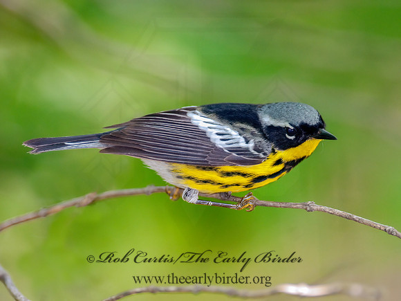 Setophaga magnolia  MAGNOLIA WARBLER 3002469z