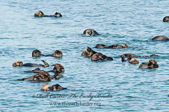 Enhydra lutris nereis  SOUTHERN SEA OTTER 8020382 z
