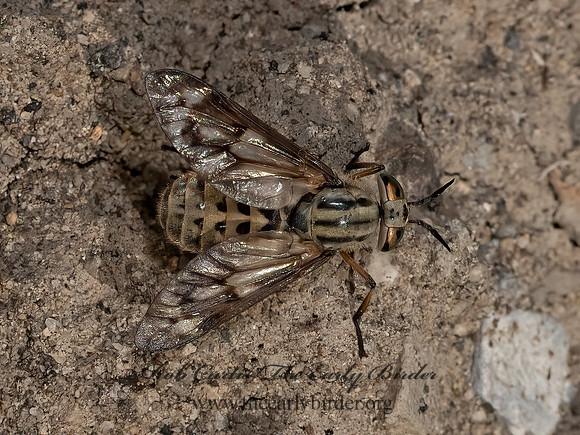 Chrysops discalis DEER FLY 3024105z