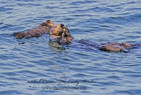 Enhydra lutris kenyoni  NORTHERN SEA OTTER 225328 z