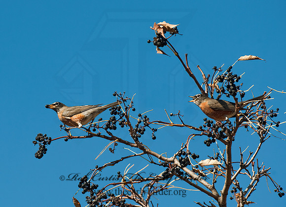 Turdus migratorius  AMERICAN ROBIN 8024469z