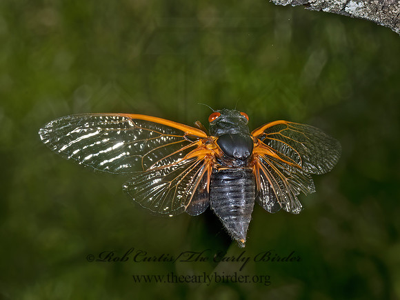 Magicicada cassinii CASSIN'S CICADA 9089308z