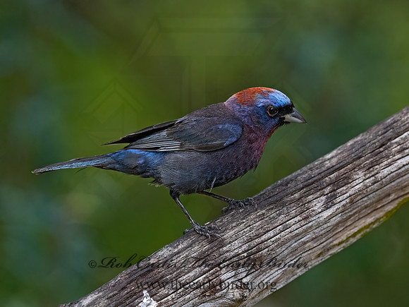 Passerina versicolor  VARIED BUNTING 3039640z