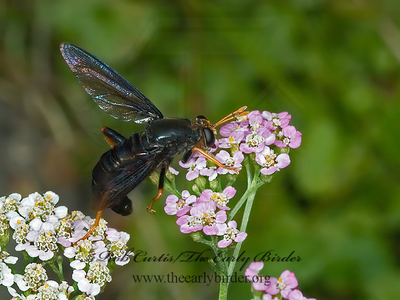Mydas tibialis  MYDAS FLY 5012451z