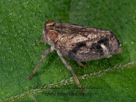 Thionia bullata  ISSID PLANTHOPPER 3022834z