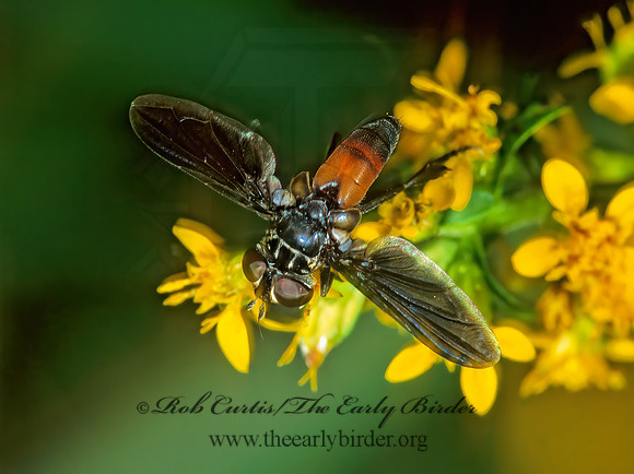 Trichopoda pennipes  FEATHER-LEGGED TACHINID 302801z