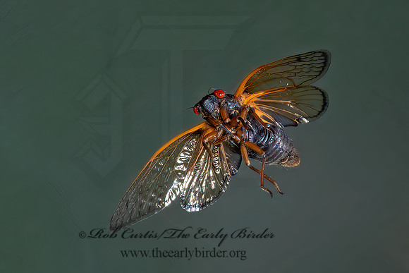 Magicicada cassinii CASSIN'S CICADA 9089033z