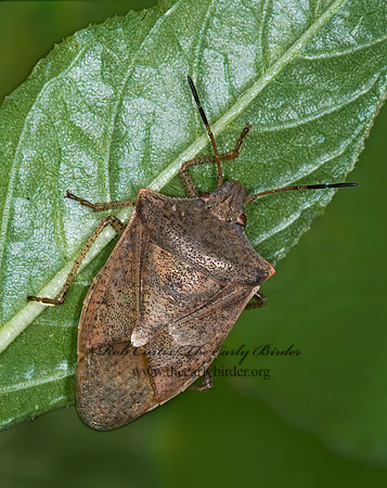 Euschistus variolarus 6015897z