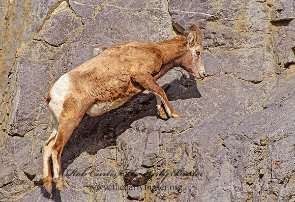 Ovis canadensis  BIGHORN SHEEP 223214z