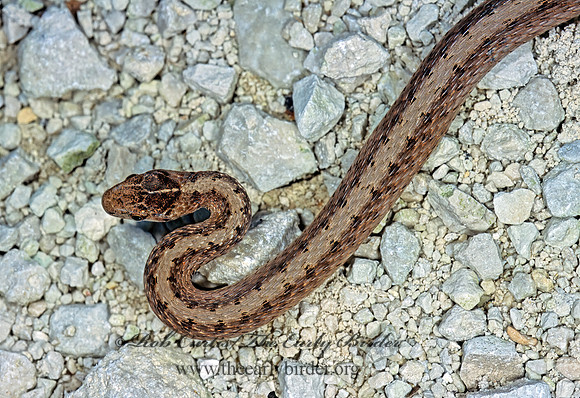 Storeria dekay  BROWN SNAKE 304405z