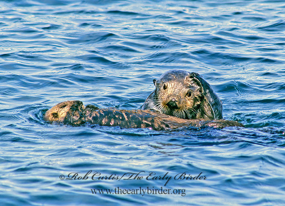 Enhydra lutris kenyoni  NORTHERN SEA OTTER 225128 z