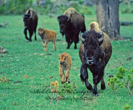 Bison bison  BISON 143204z