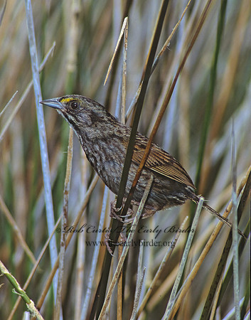 Ammospiza maritima  SEASIDE SPARROW 256601z