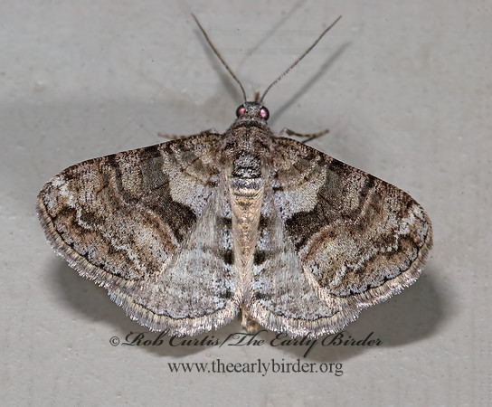 Prionomelia spododea  BOARAMIINI GEOMETRID MOTH  6027670z