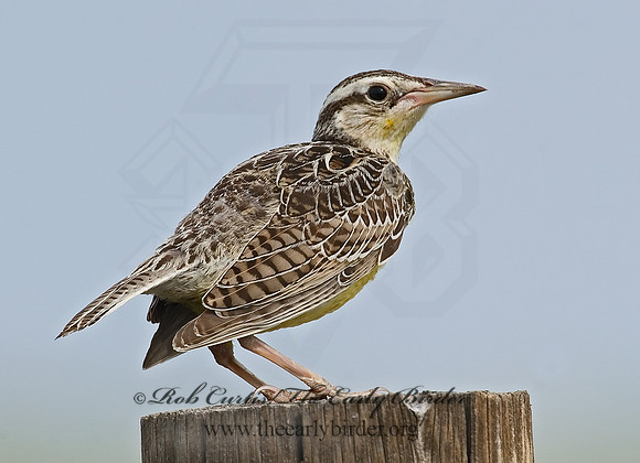 Sturnella neglecta  WESTERN MEADOWLARK 7011086z