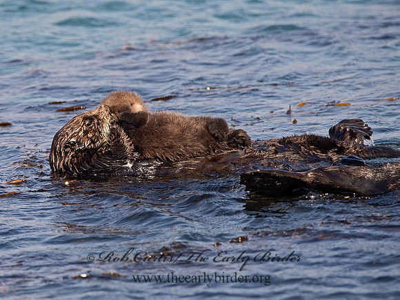 Enhydra lutris nereis  SOUTHERN SEA OTTER 9058107z