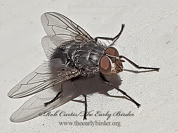 Calliphora vicina BLOW FLY 2000760z