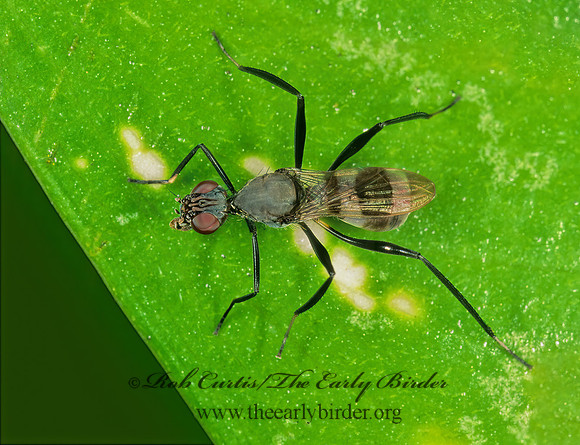 Cardiacephala  STILT-LEGGED FLY 195021z
