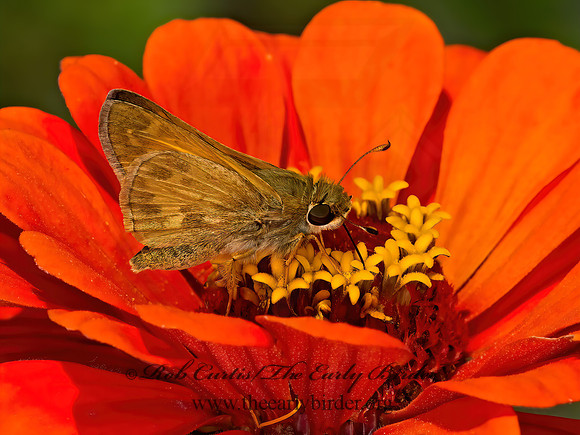 Atalopedes campestris  SACHEM SKIPPER 9052449z