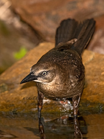 Quiscalus mexicanus  GREAT-TAILED GRACKLE 3029520z