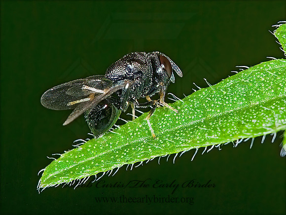 Perilampus hyalinus 6011801z