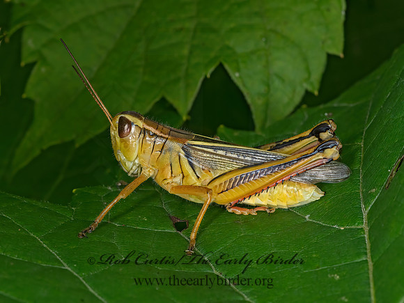 Melanoplus bivittatus  2-STRIPED GRASSHOPPER 3022529z