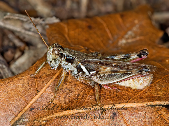 Melanoplus femurrubrum  RED-LEGGED GRASSHOPPER 6011925z