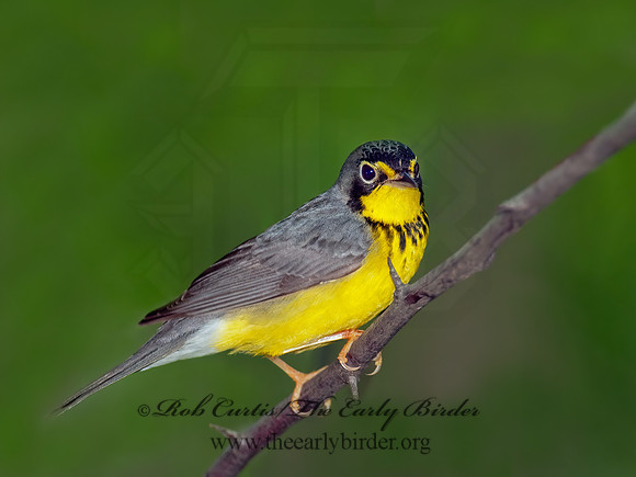 Cardellina canadensis  CANADA WARBLER 8028325z